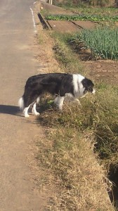 ブログはぐ11.5 004