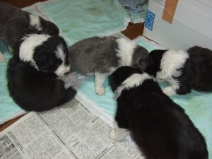 はぐNO8 004 はぐNO8 004