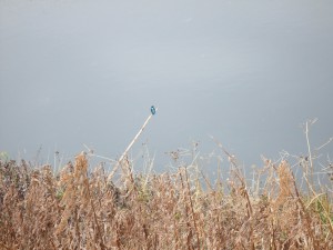 ブログ画像はぐＮＯ１１ 001