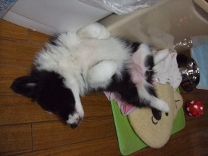 画像 243 画像 243