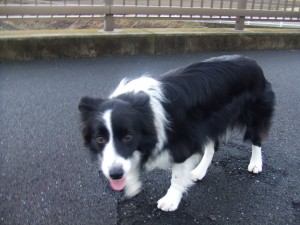 ブログ画像はぐＮＯ１１ 008