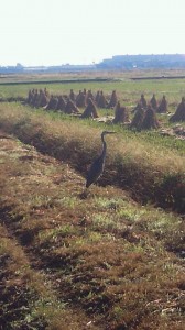 ブログはぐ11.5 005