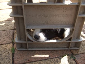 はぐNO8 029 はぐNO8 029