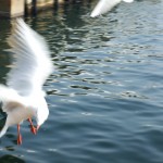 ブログ画像 017 ブログ画像 017