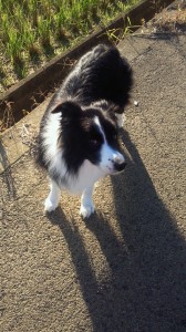 ブログはぐ11.7 003