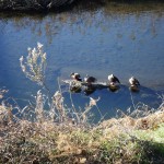 ブログ画像 003 ブログ画像 003