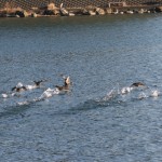 はぐブログ１１．１．31 002