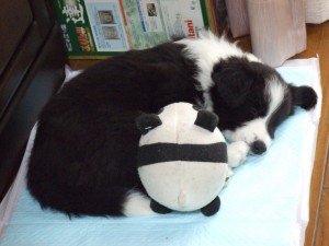 はぐNO8 058 はぐNO8 058