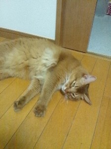 川村さんちの猫