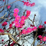 I000411691_349-262 I000411691_349-262