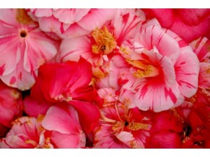 I000440850_349-262 I000440850_349-262